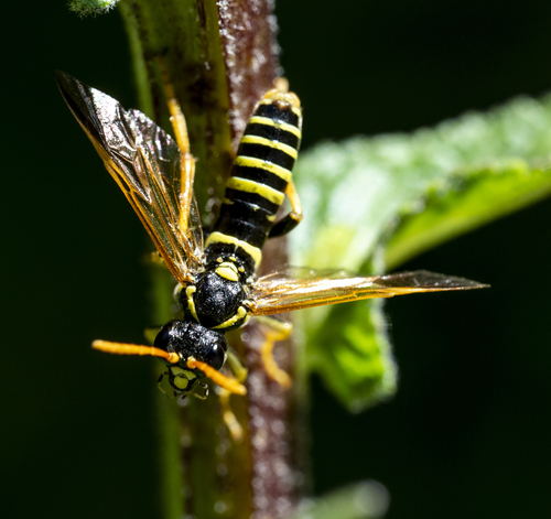 Figwort sawfly