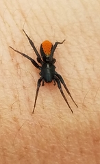 Castianeira occidens