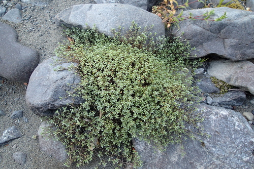 Raoulia tenuicaulis, photograph 4