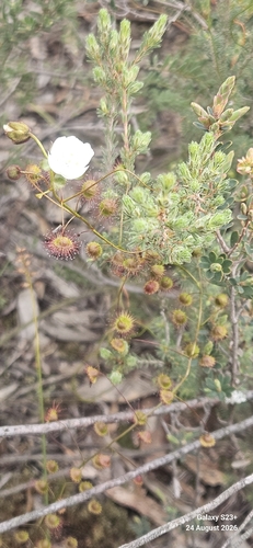 Climbing Sundew