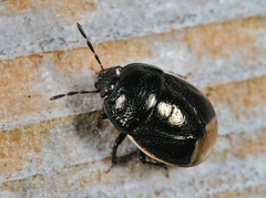 Legnotus limbosus