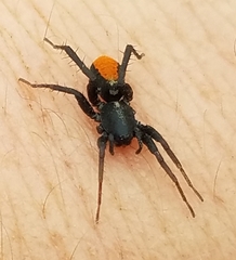 Castianeira occidens