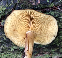 Agaricales