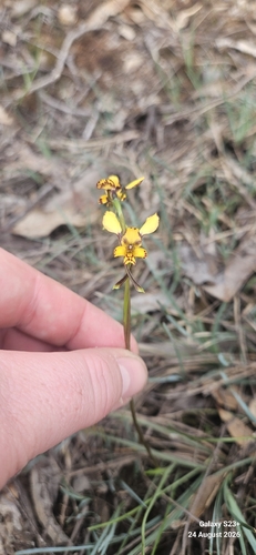 Leopard Orchid