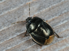 Legnotus limbosus
