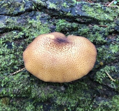 Agaricales