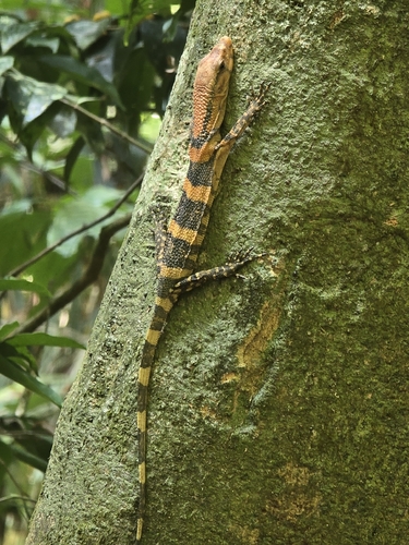 Varanus dumerilii observed 2026-05-08