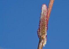 Salix alaxensis