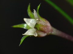 Colobanthus apetalus