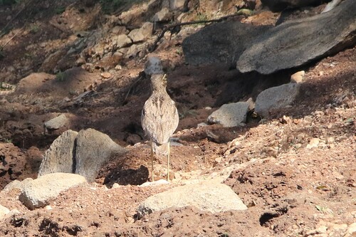 iNaturalist image