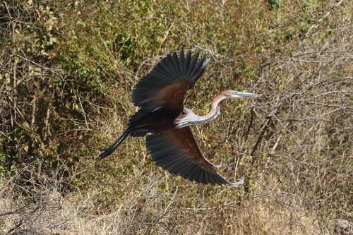 iNaturalist image