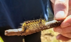 Lophocampa argentata