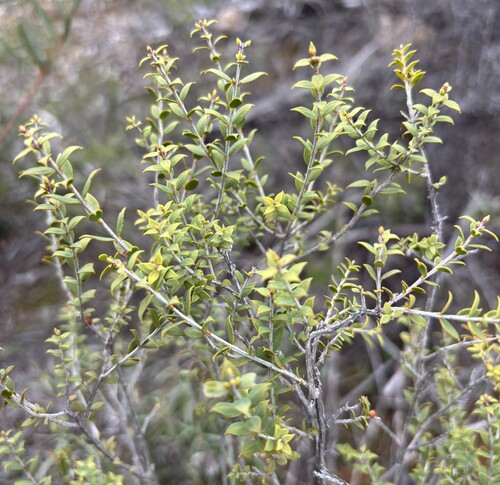 Melaleuca acuminata observed 2026-08-24