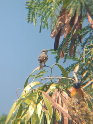 Small Minivet