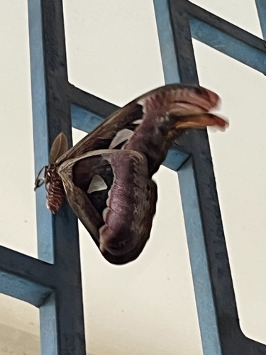 Atlas Moth