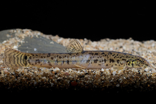 Birmaanse modderkruiper (Lepidocephalichthys berdmorei) — Cobitidae — 5
