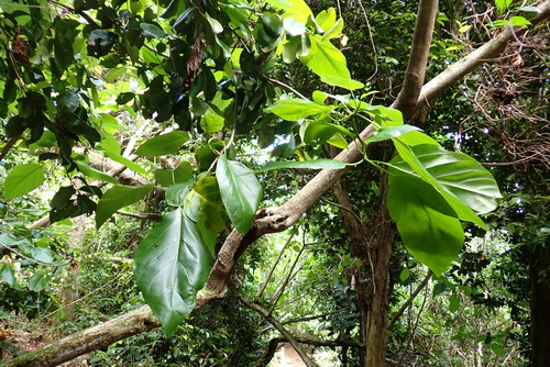 Cordia subcordata, photograph 6