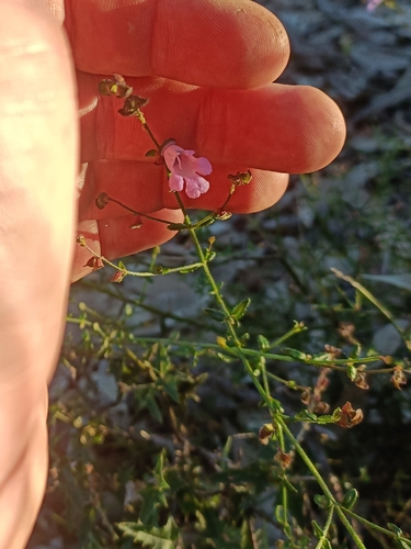 Prostanthera denticulata observed 2026-08-24