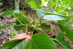 Cordia subcordata, photograph (c) Gabriel, some rights reserved (CC BY)