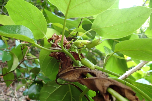 Cordia subcordata, photograph 3