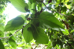 Cordia subcordata, photograph (c) Gabriel, some rights reserved (CC BY)