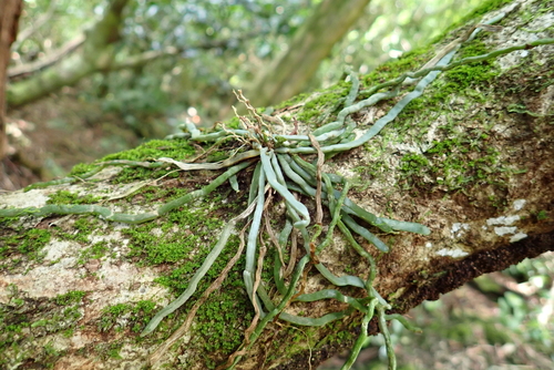Taeniophyllum marianense observed 2026-08-24