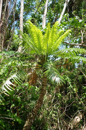 Cycas micronesica, photograph 1