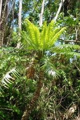 Cycas micronesica, photograph (c) Gabriel, some rights reserved (CC BY)