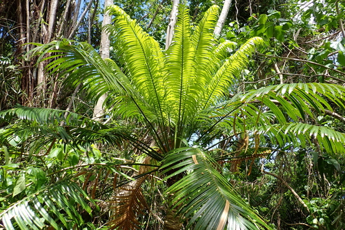Cycas micronesica observed 2026-08-24