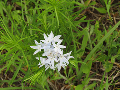 Amsonia ciliata