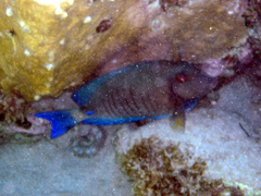 Acanthurus chirurgus