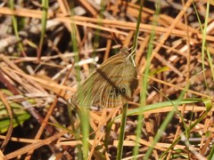 Neonympha areolatus