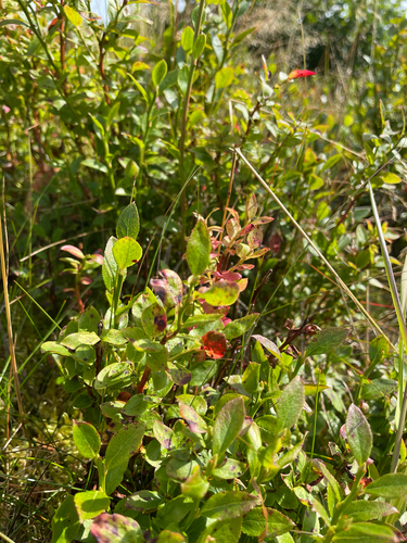 common bilberry
