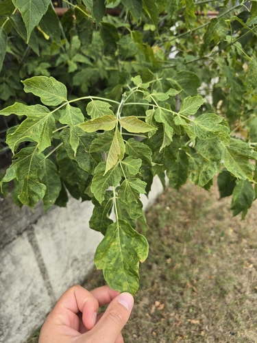 box elder