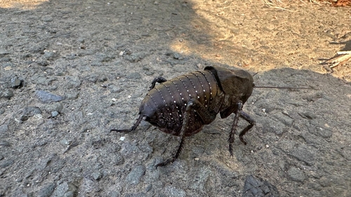 Bronze Glandular Bush-cricket