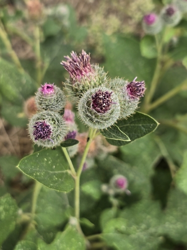 Woolly Burdock