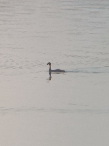 Javan Australasian Grebe