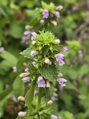 Black horehound