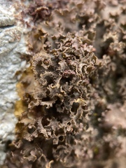 Leptogium laceroides