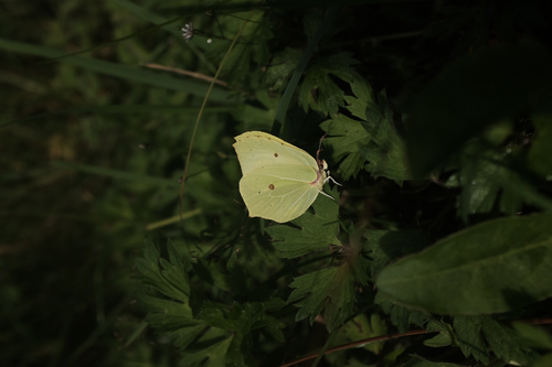 Common Brimstone