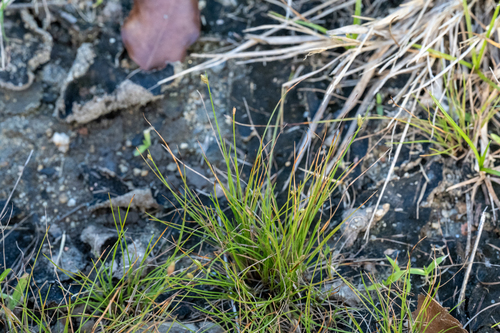 Fimbristylis polytrichoides, photograph 1