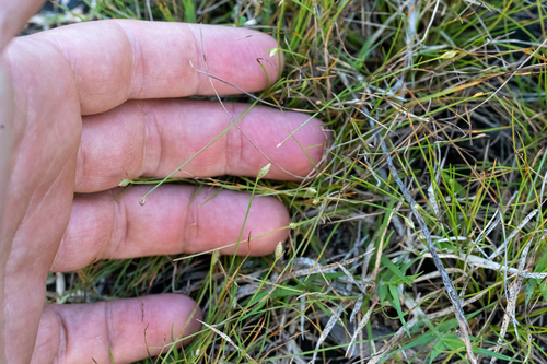 Fimbristylis polytrichoides observed 2026-08-23
