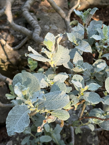 Salix lanata, photograph 2