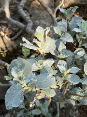 Salix lanata, photograph author not stated, no rights reserved