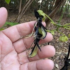 Mucuna gigantea