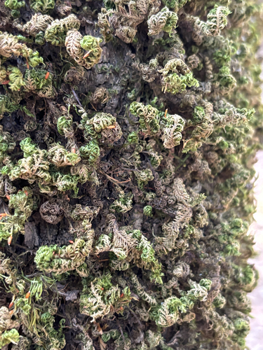 Prince-of-Wales Feather-moss
