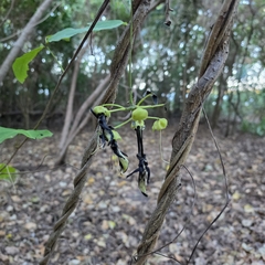 Mucuna gigantea, photograph (c) Martin Rady, some rights reserved (CC BY)