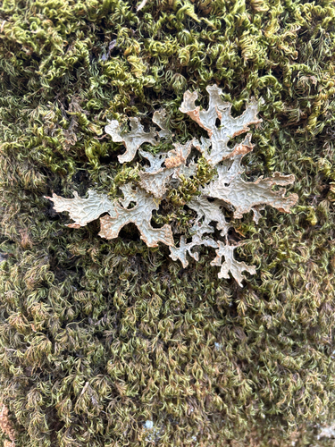Tree Lungwort