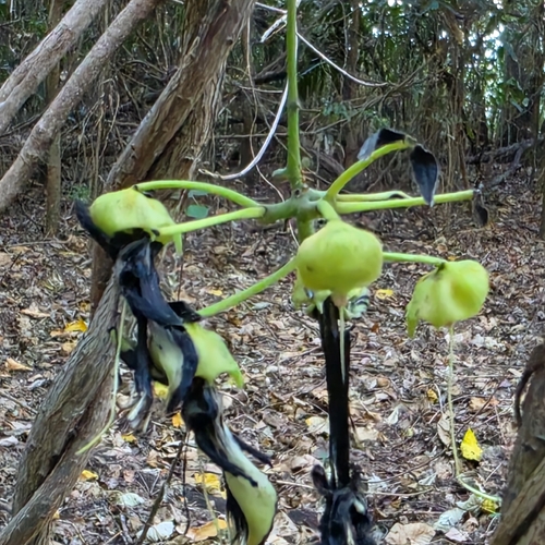 Mucuna gigantea, photograph 2