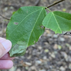 Mucuna gigantea, photograph (c) Martin Rady, some rights reserved (CC BY)